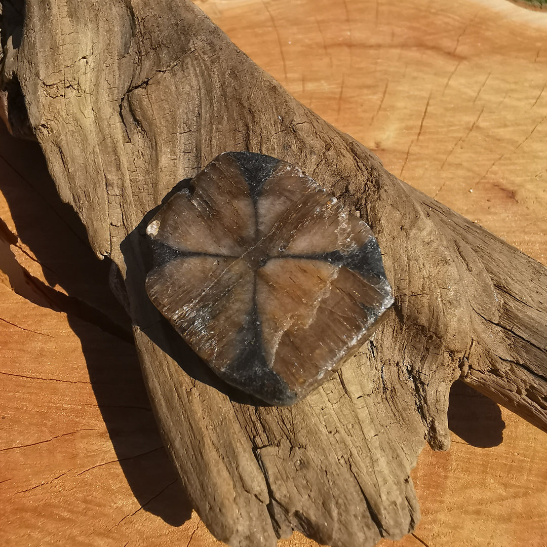 Chiastolith (Kreuzstein) - Psychisches Schutzschild