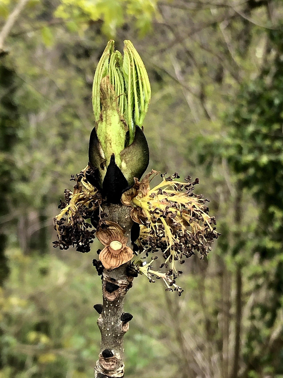Esche - Durchlässigkeit