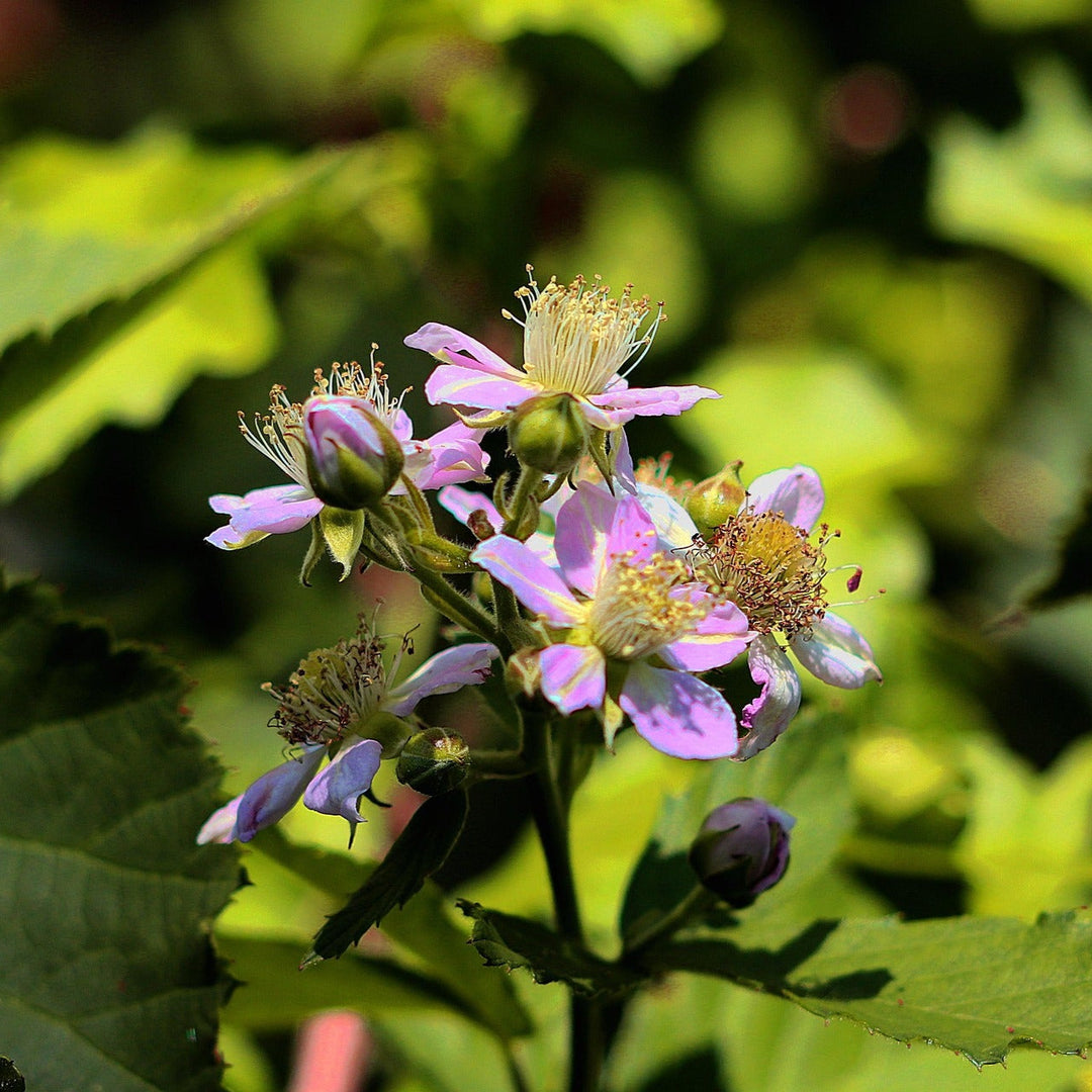 Brombeere - Durchatmen