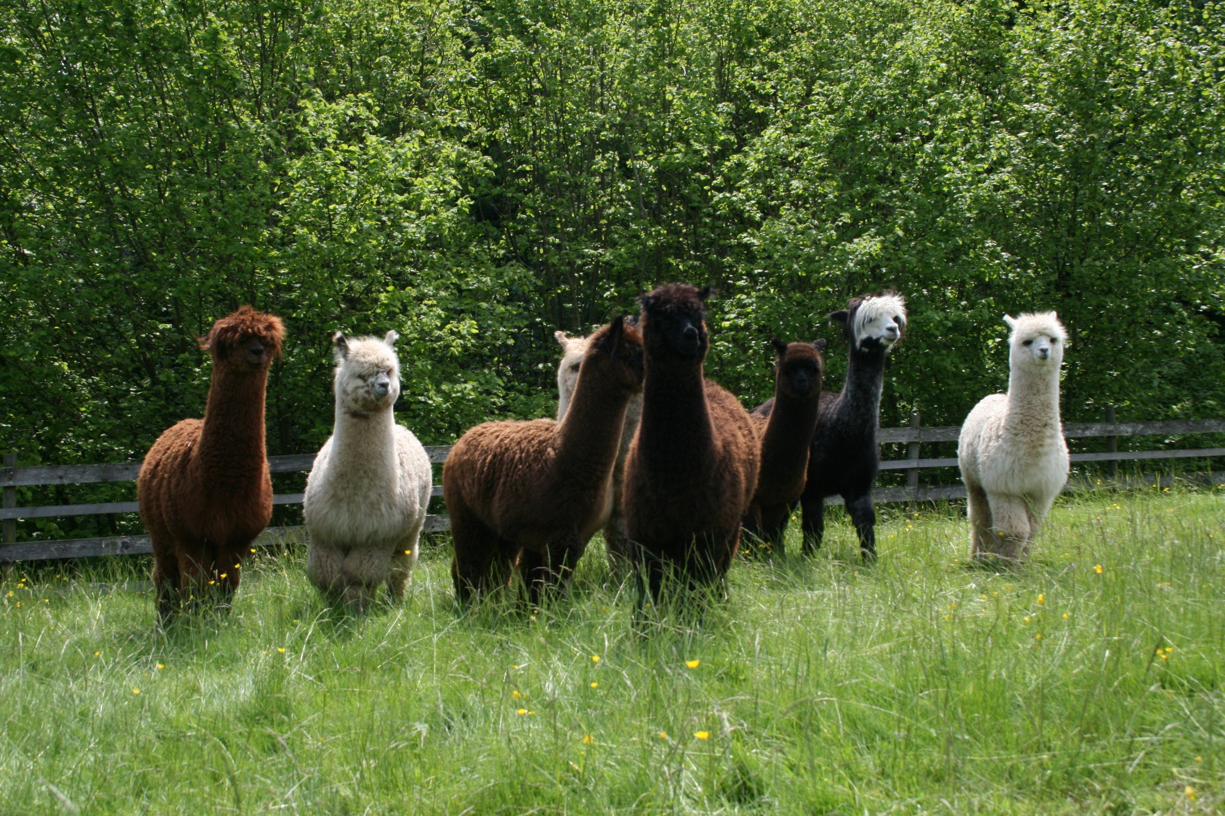 Alpaca Duvet kuschelig und gesund!