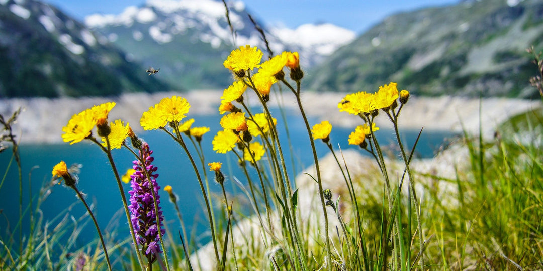 Kräuter Vitamine & Mineralien für Tiere