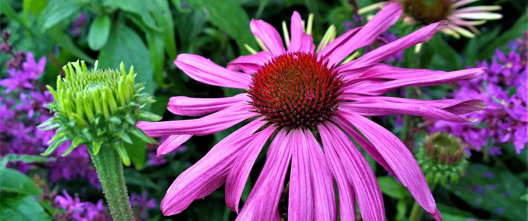 Lichtchrüter für die Gesundheit