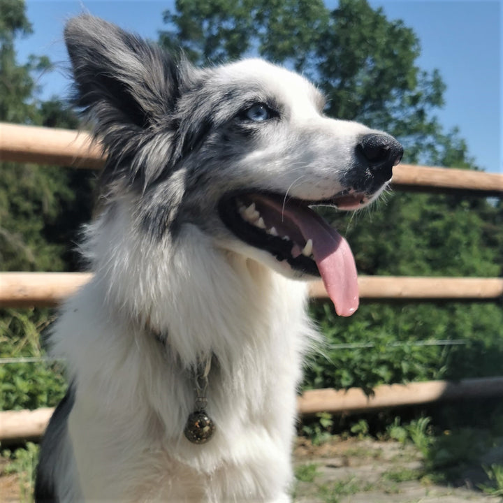 Orgonit Anhänger für KLEINE & MITTLERE HUNDE mit BERNSTEIN & EDELSCHUNGIT ⌀2.8cm