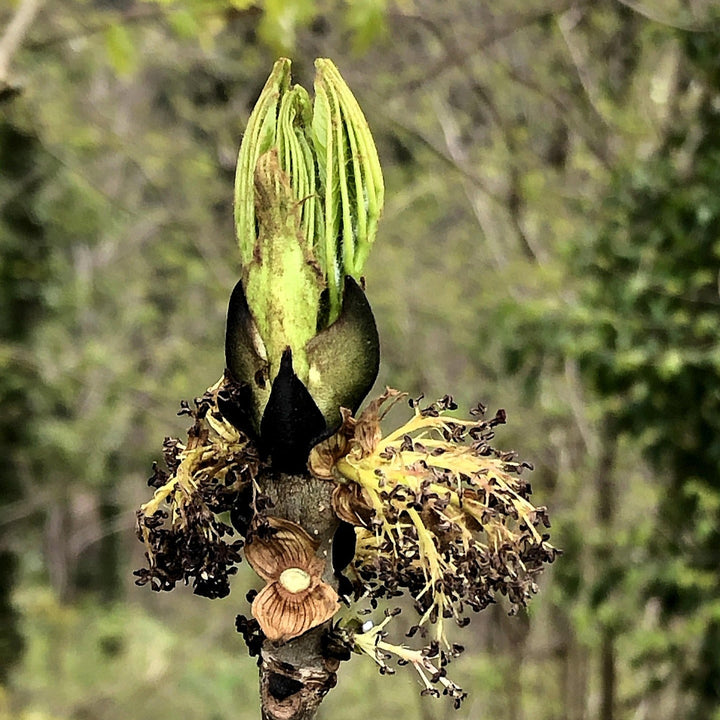 ESCHE Fraxinus Excelsior Knospenextrakt 30ml