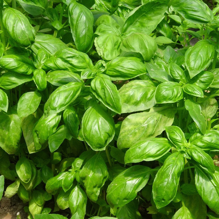 Basilikum ätherisches Öl BIO 10ml