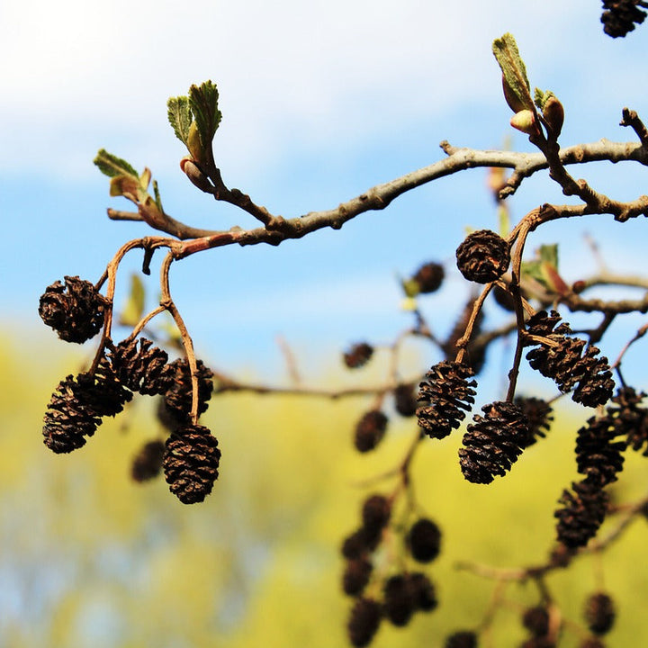 SCHWARZERLE Alnus glutinosa Knospenextrakt 30ml