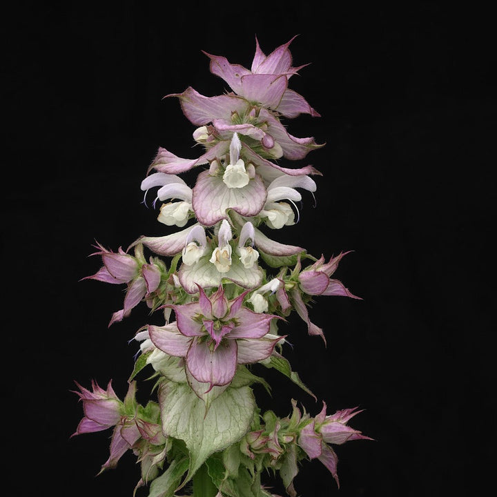 Muskatellersalbei ätherisches Öl BIO 10ml