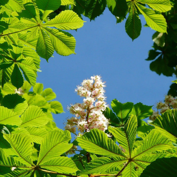 ROSSKASTANIE Aesculus Hippocastanum Knospenextrakt 30ml