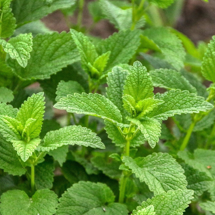 Melisse 1% ätherisches Öl BIO 10ml