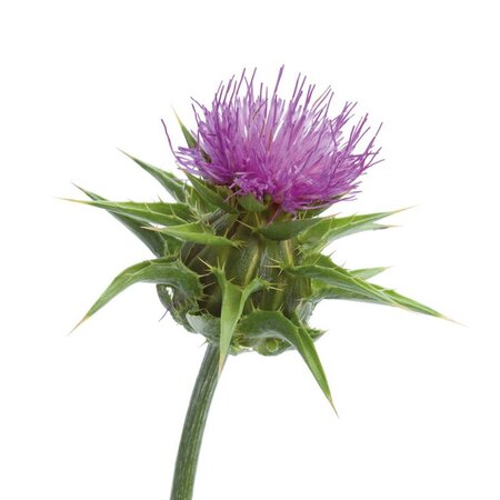 Mariendistelsamen 1kg PET