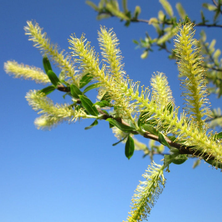 SILBERWEIDE Salix alba Knospenextrakt 30ml