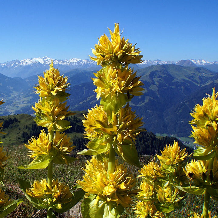 GELBER ENZIAN Gentiana Lutea Knospenextrakt 30ml