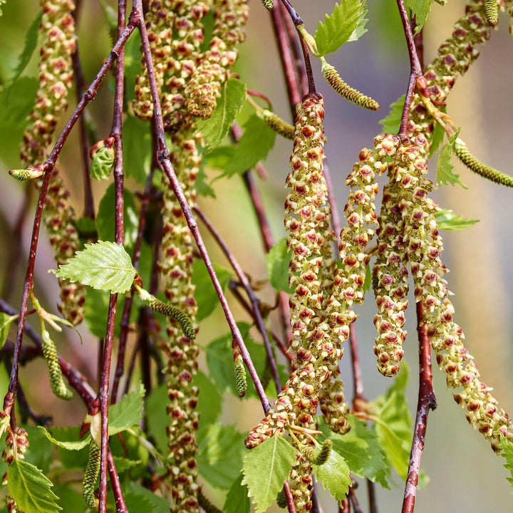 HÄNGEBIRKE Betula pendula Knospenextrakt 30ml