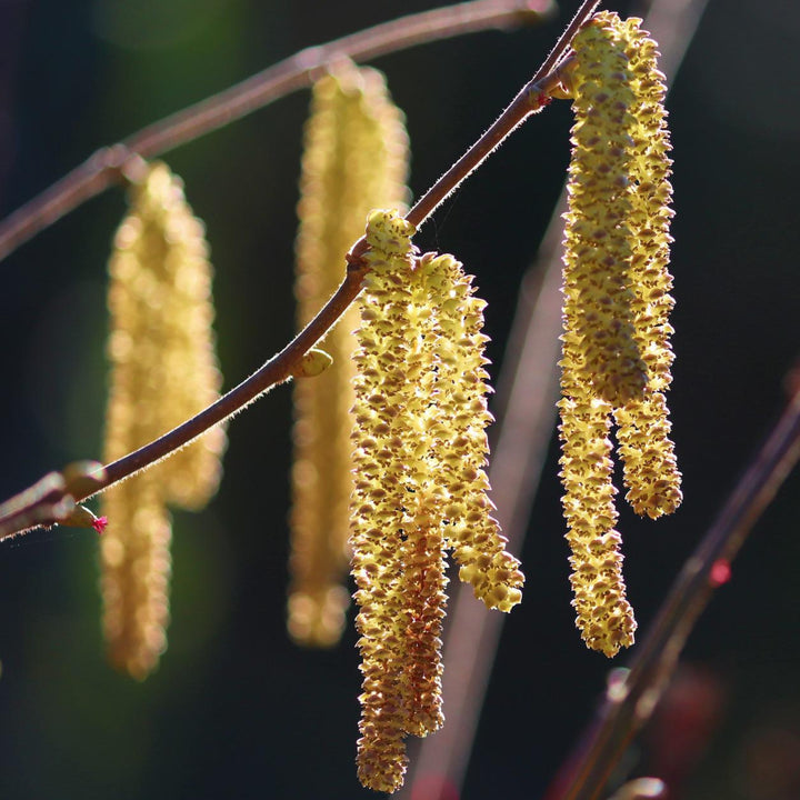 HASELSTRAUCH Corylus avellana Knospenextrakt 30ml