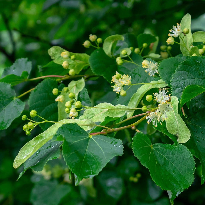 SILBERLINDE  Tilia tomentosa Knospenextrakt 30mi