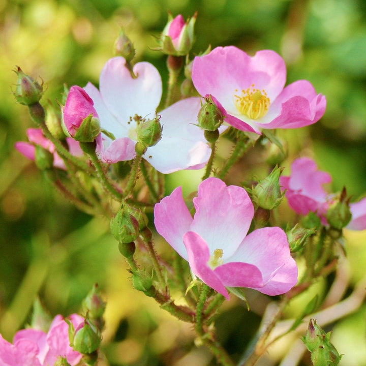 HAGEBUTTE Rosa canina Knospenextrakt 30ml