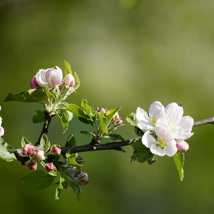 APFELBAUM (Malus sylvestris) Knospenextrakt 30ml