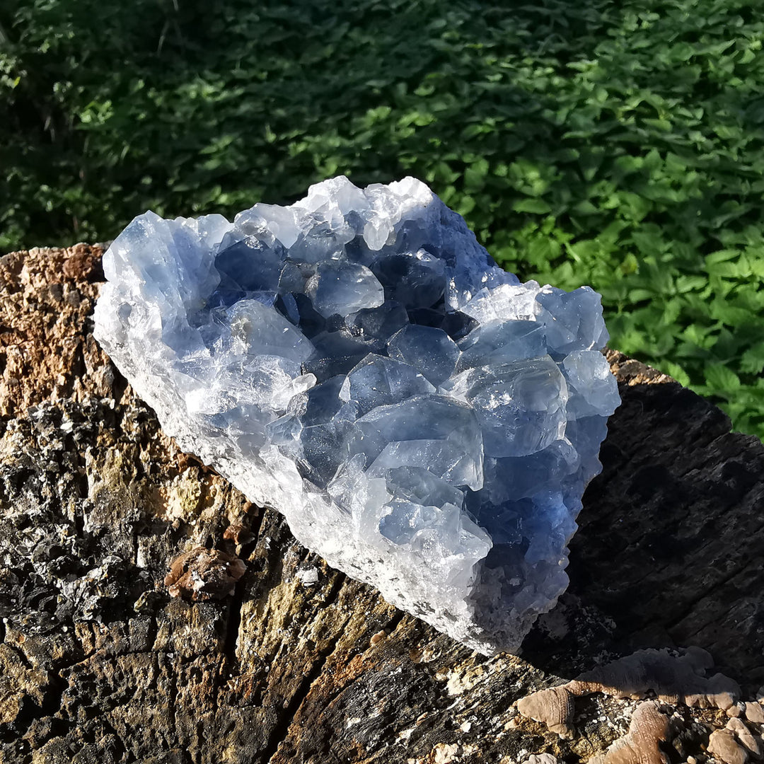 Coelestin Drusenstück TOP 1.3kg