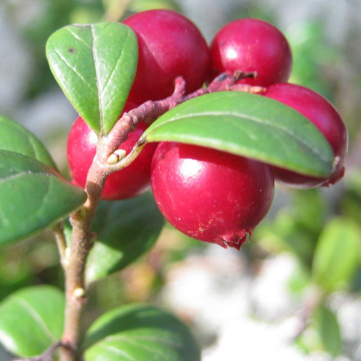 PREISELBEERE Vaccinium vitis idaea Knospenextrakt 30ml