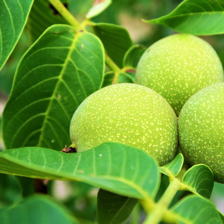 WALNUSSBAUM Juglans regia Knospenextrakt 30ml